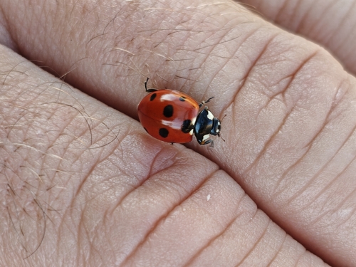Seven-spotted Lady Beetle