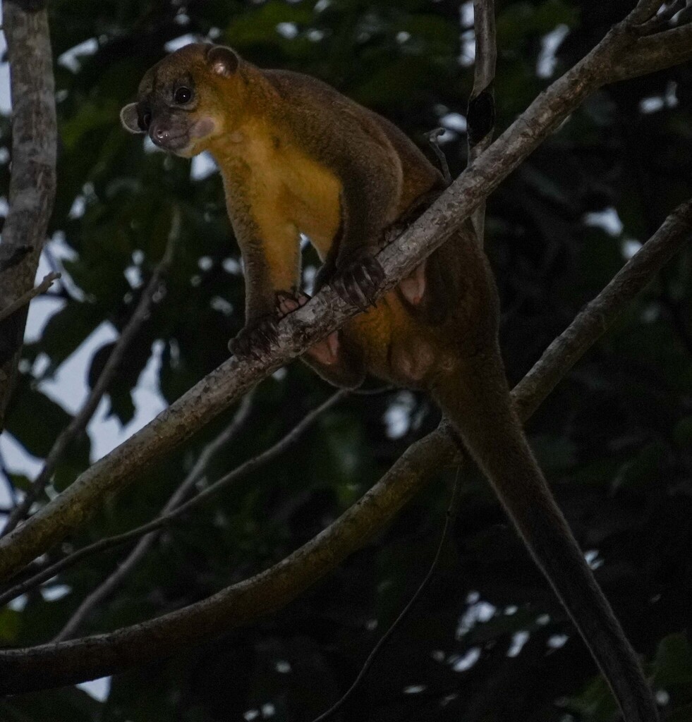 Guiana Shield Kinkajou