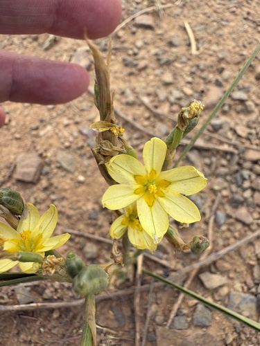 Moraea miniata, photograph 2