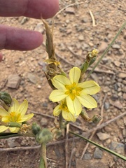 (c) Charleen Brunke, some rights reserved (CC BY) Moraea miniata, photograph (c) Charleen Brunke, some rights reserved (CC BY)
