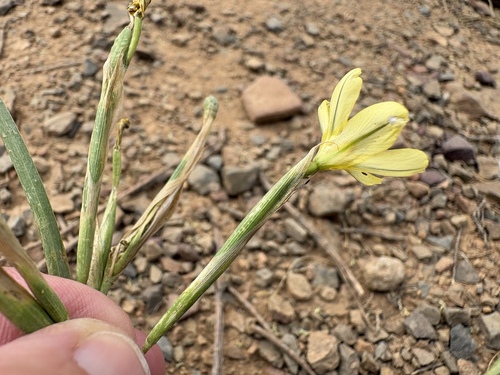 Moraea miniata, photograph 5
