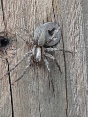 Agelenidae