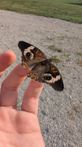 Common Buckeye