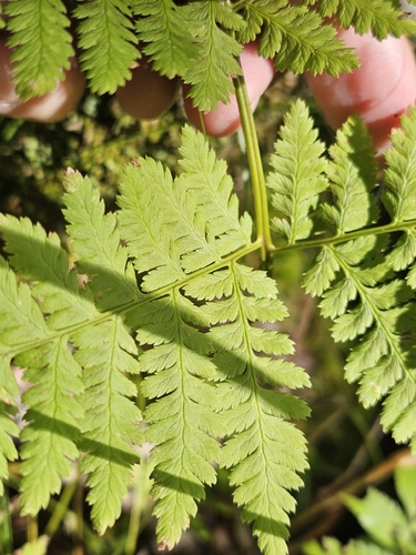 Dryopteris expansa, photograph 3
