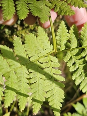 (c) Norma Malinowski, some rights reserved (CC BY) Dryopteris expansa, photograph (c) Norma Malinowski, some rights reserved (CC BY)