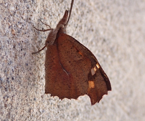 European Beak