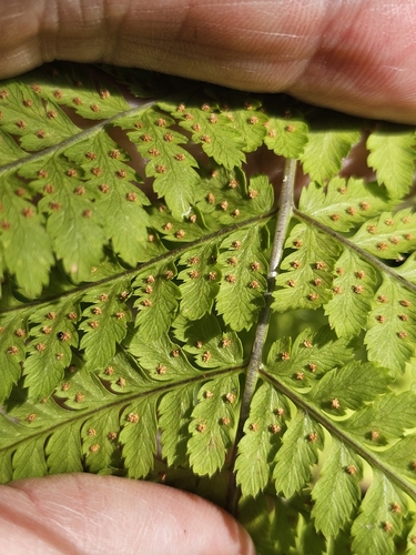 Dryopteris expansa, photograph 4