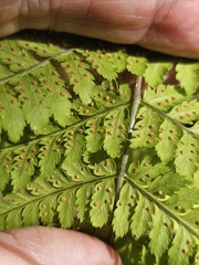 (c) Norma Malinowski, some rights reserved (CC BY) Dryopteris expansa, photograph (c) Norma Malinowski, some rights reserved (CC BY)