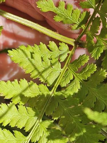 Dryopteris expansa, photograph 5