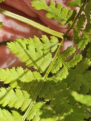 (c) Norma Malinowski, some rights reserved (CC BY) Dryopteris expansa, photograph (c) Norma Malinowski, some rights reserved (CC BY)