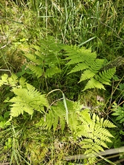 Dryopteris expansa, photograph (c) Norma Malinowski, some rights reserved (CC BY)