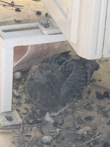 Feral Pigeon