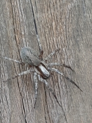Agelenidae