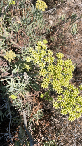 rock samphire