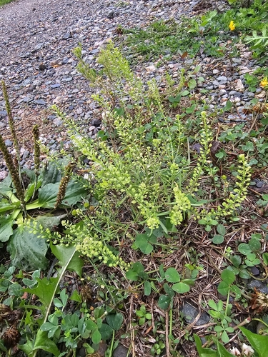 Lepidium densiflorum, photograph 2