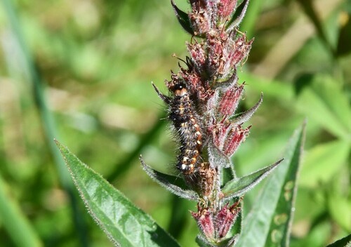 Knot Grass Moth