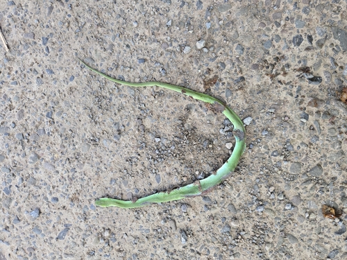 Smooth Greensnake