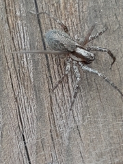 Agelenidae