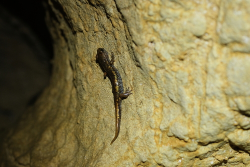 Ambrosi's Cave Salamander, La Spezia, Liguria, IT, photo 6 of 10