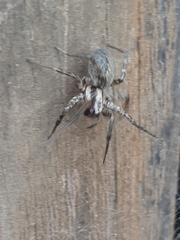 Agelenidae