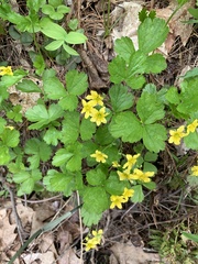 Waldsteinia
