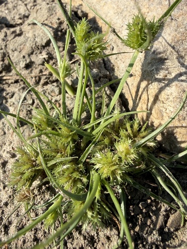 Bearded Flatsedge