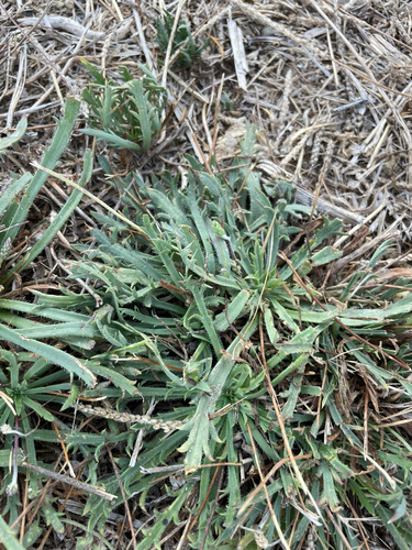 Buck's-horn Plantain
