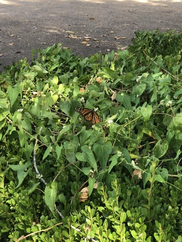 Monarch