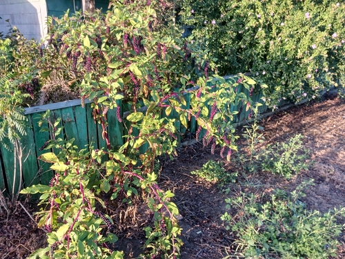 American pokeweed