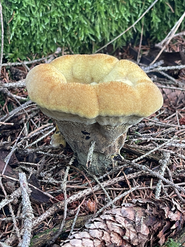 European Dyer's Polypore