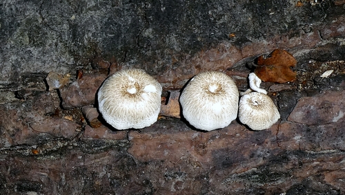 Lentinus tigrinus — no rights reserved