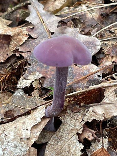 Amethyst Deceiver