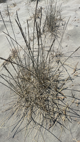 Sand Couch-grass