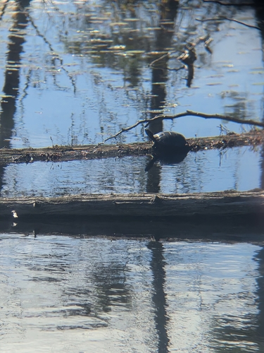 Midland Painted Turtle