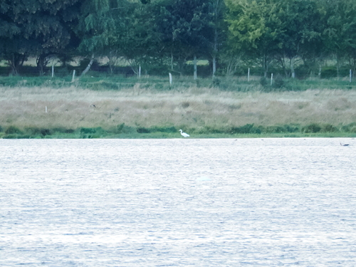 Great Egret