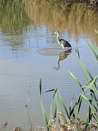 Grey Heron