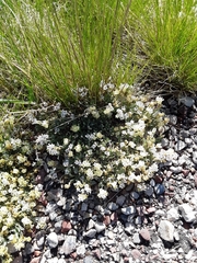 Astragalus spatulatus