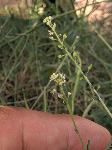 Lepidium graminifolium