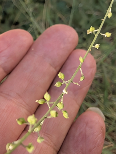 Lepidium graminifolium, photograph 2