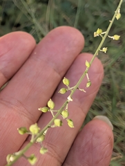 Lepidium graminifolium, photograph author not stated, no rights reserved
