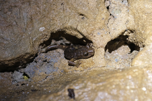 Ambrosi's Cave Salamander, La Spezia, Liguria, IT, photo 7 of 10