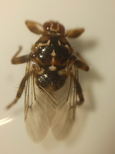 New Forest fly