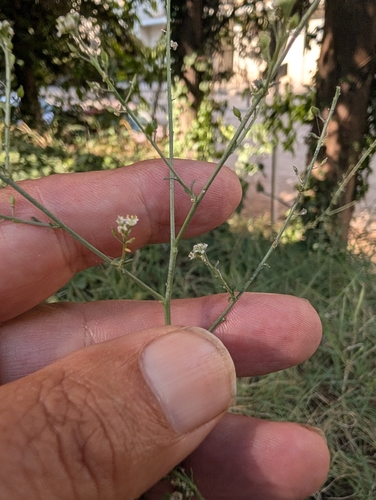 Lepidium graminifolium, photograph 3
