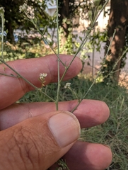Lepidium graminifolium, photograph author not stated, no rights reserved