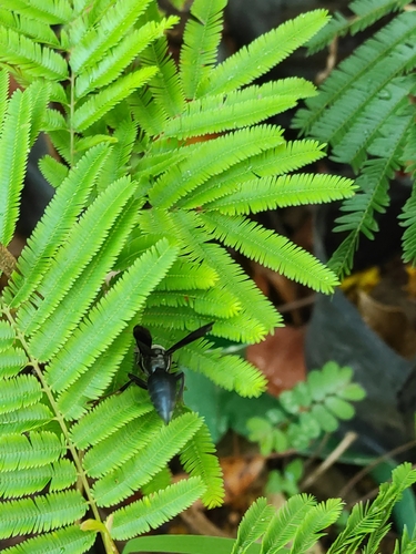 Synoeca surinama