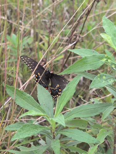Black Swallowtail
