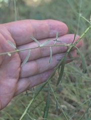 Lepidium graminifolium, photograph author not stated, no rights reserved
