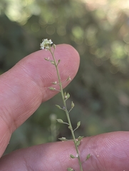 Lepidium graminifolium, photograph author not stated, no rights reserved