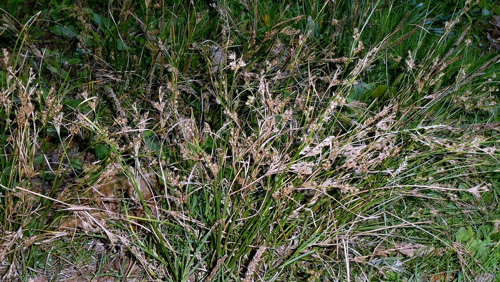 Juncus tenuis; photograph author not stated, no rights reserved