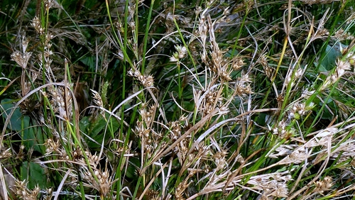 Juncus tenuis, photograph 3